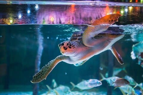 Sealife Bangkok + Madame Tussauds Bangkok för utlänningar