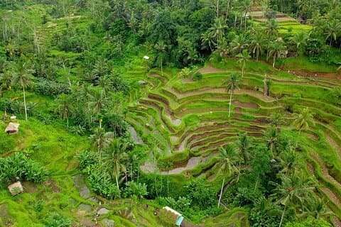 Eftermiddagste på ön Bali