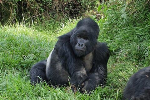 11 Tage Schimpansen Trekking, Gorilla Tracking und Wildlife Safari