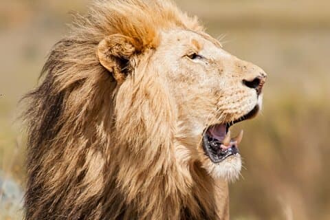 Nairobi National Park and Giraffe Center Half Day Tour