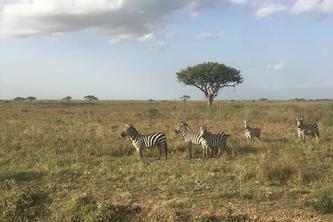 6 dage Budget Tanzania Camping