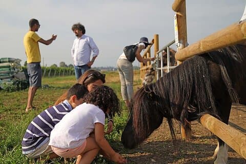 Biodynamisk gård og naturvinsmagning i Lazise