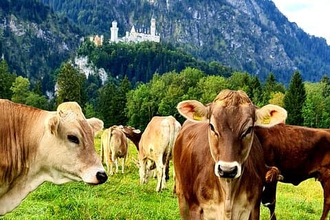 Tour privato del castello di Neuschwanstein, dell'Abbazia di Ettal e di Oberammergau da Monaco