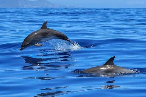 Gita in barca per osservare balene e delfini a Tenerife su una barca a vela (3 ore)