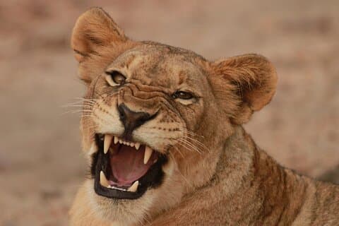 Exclusive Morning Game Drive Safari near Hoedspruit