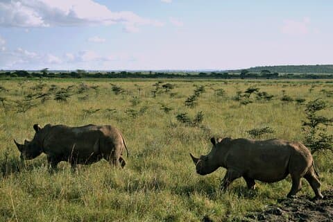 5 - Day Uganda Safari : Murchison Falls & Chimps Tracking verkennen