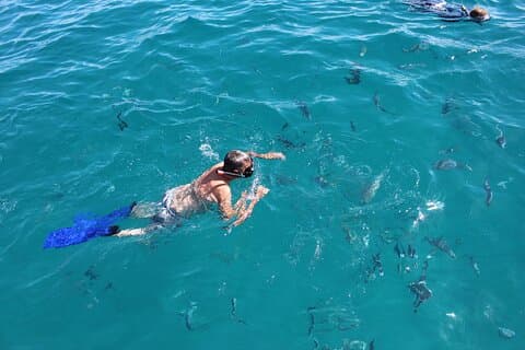 Cabo San Lucas Snorkel and Chileno Bay Catamaran Cruise