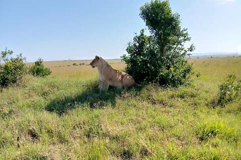 3-day Amboseli National Park Safari with Private Lodge Stay
