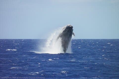 Cruzeiro Early Bird Whale Watching de Waikiki