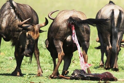 7 Days Wildebeest Migration - Ndutu Calving Season