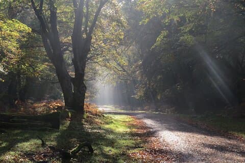 En liten grupp New Forest Discovery Walk från Lyndhurst