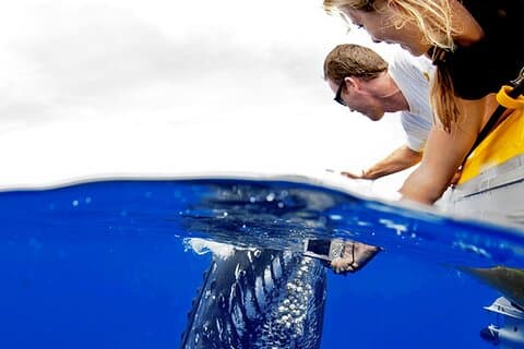 HIGH QUALITY Whale Watch Adventure Aboard Luxury Super Raft