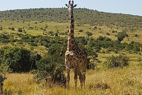Nairobi nasjonalpark-tur fra 0600 til 1130 eller fra 1300 til 1800 timer