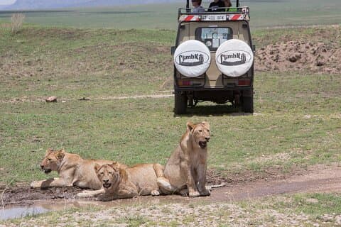 Hoteller i nærheden af Serengeti Safari, Crater & Tarangire National Park