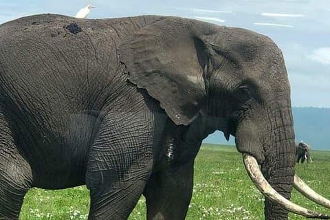 5 Tage Nordtansania Camping Safari