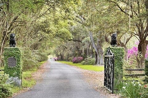 Privéchauffeur & toegang tot Middleton & Magnolia Plantation + Lunchbox