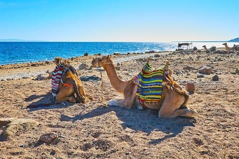 Privat 5 i 1 ørkeneventyr i Sharm El-Sheikh med henting