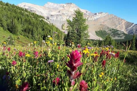 Exklusiv Skoki Backcountry Guidad vandring i Lake Louise med Van Shuttle