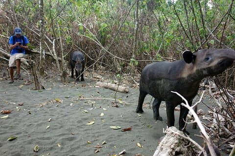 Pacheco Tours - 2 Days 1 Night in Corcovado Sirena From Drake Bay