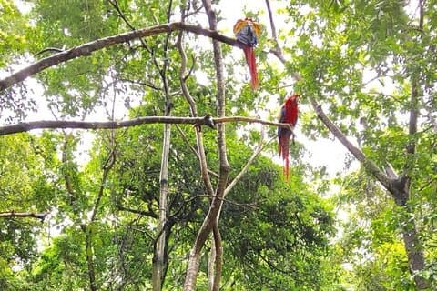 Gumbalimba Park oplevelser