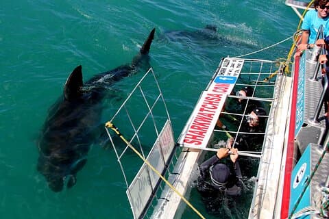 Gansbaai Shark Cage Diving & Penguins Small Group Tour desde Ciudad del Cabo