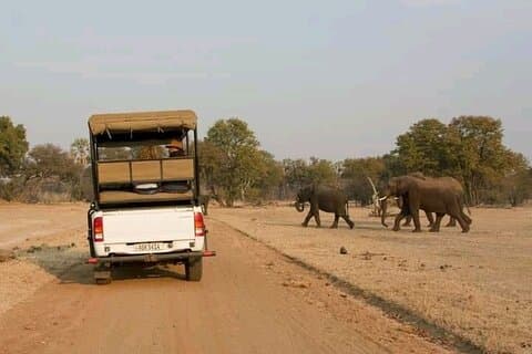 Full-Day Trip Chobe National Park Safari