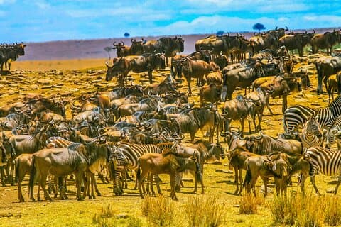 Increíble safari de migración de Masai Mara privado de 3 días.