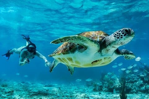 Ruines mayas privées de Tulum et expérience de nage avec les tortues
