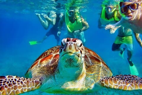 Rovine Maya di Tulum e snorkeling con le tartarughe ad Akumal
