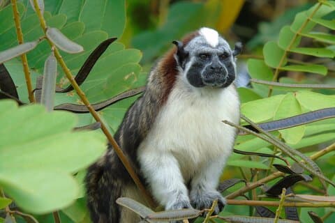 Kreuzfahrt-Landausflug Panama: Wildtiere am Gatun-See