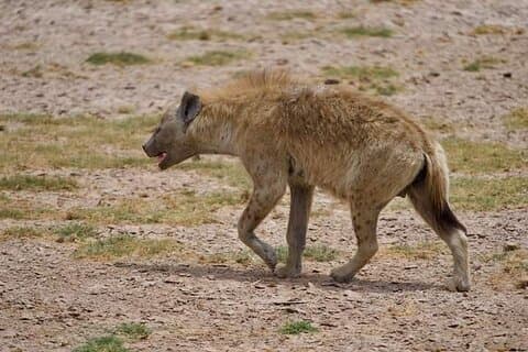 Private 2-day Diani Beach To Tsavo East and West Safari