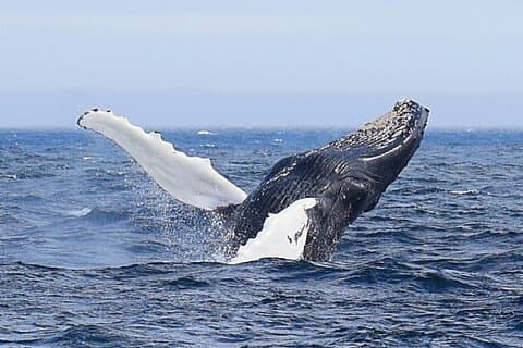 Tour di avvistamento delle balene, uccelli marini e iceberg a St. John