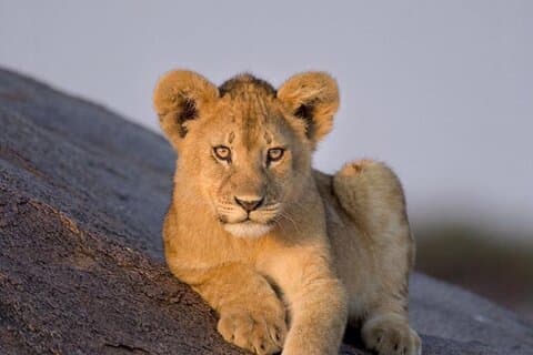 7 - Experiencia de Safari en Tanzania