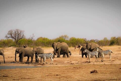 Hwange (Safari) Day Trip from Victoria Falls
