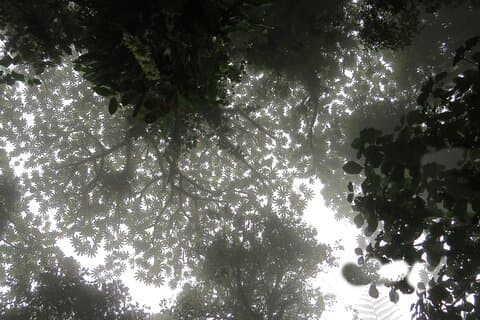 Visite à pied d'histoire naturelle dans la réserve forestière de Monteverde