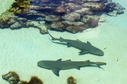 Tour guidato del Coral World Ocean Park e Happy Hour