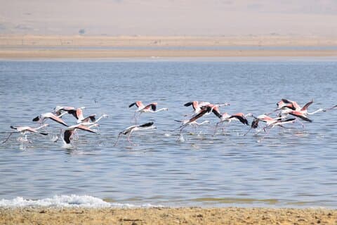 Privé-ervaring met vogels kijken van een hele dag bij Fayoum