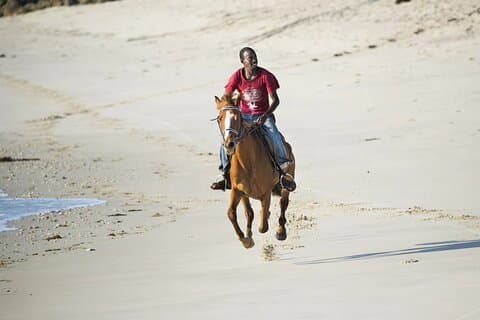 Dagtocht naar Dar Es Salaam Zoo & Paardrijtocht