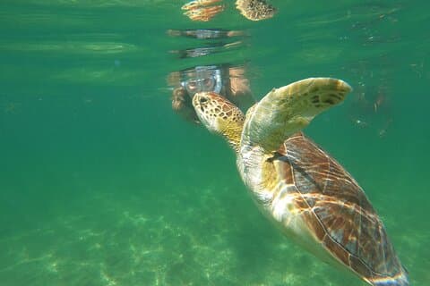 VIP-Cenoten- und Schildkröten-Privattour