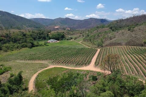 Full-Day Winery Tour from Rio