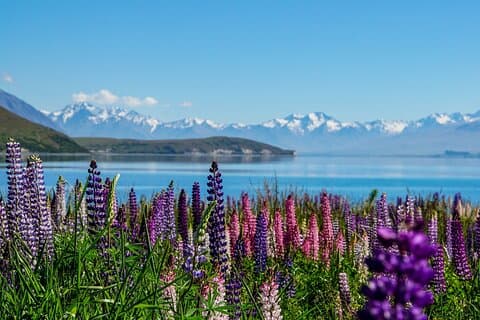 Christchurch nach Queenstown: Einfache Tour über Mount Cook und Lake Tekapo