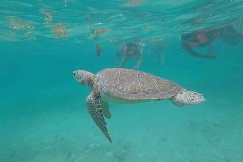 Schwimmen mit Schildkröten + Schnorcheln + archäologische Zone von Tulúm + Cenote
