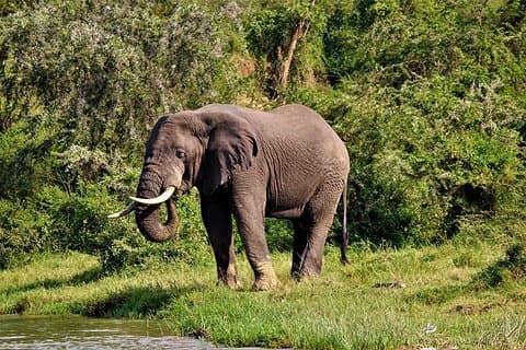 8-tägige private Primatensafari und Wildtiersafari in Uganda