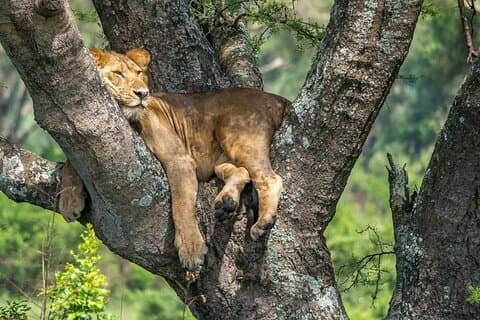 14 Days Uganda Safari Adventure, Gorilla Trekking and WildlifeTour