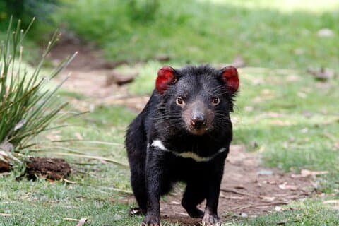 Bonorong Wildlife Park and Richmond Afternoon Tour from Hobart