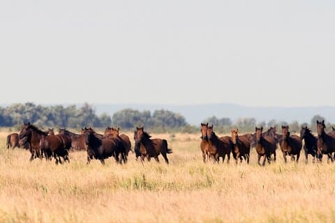 GROUP Guided Day Trip to the Danube Delta, Tulcea - Letea