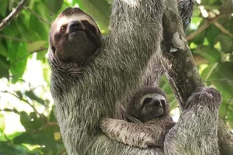 Guidet tur til Manuel Antonio Nationalpark