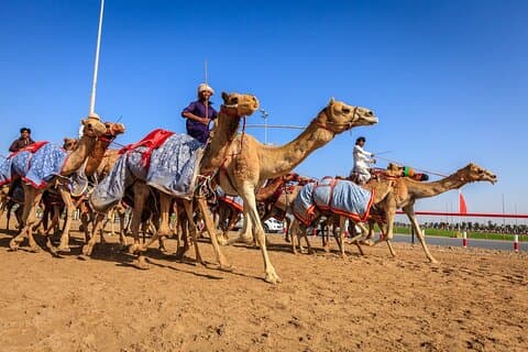 Al Ain tur fra Abu Dhabi