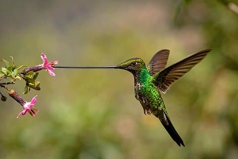 Zuroloma Photo and Bird Watching Private Tour