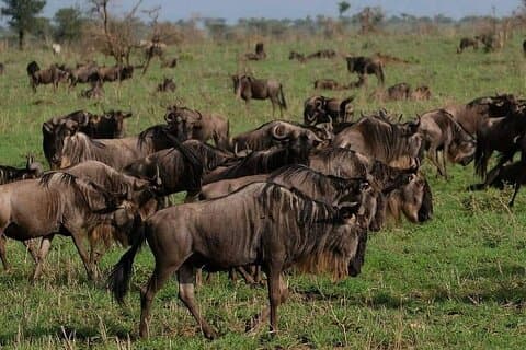 Viagem aérea de 2 dias de Zanzibar para Tarangire e Cratero Ngorongoro